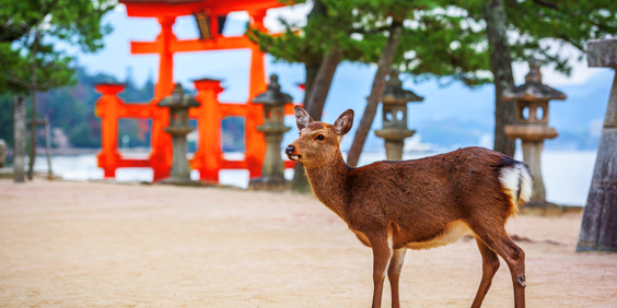 Miyajima Hjort Ss 1816030460
