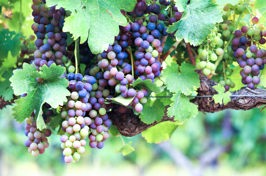 sydafrika - stellenbosch_vinmark_04