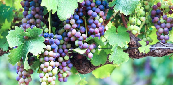 sydafrika - stellenbosch_vinmark_04