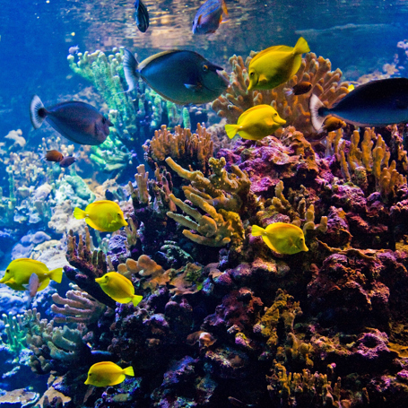 hawaii_snorkling_fisk_01