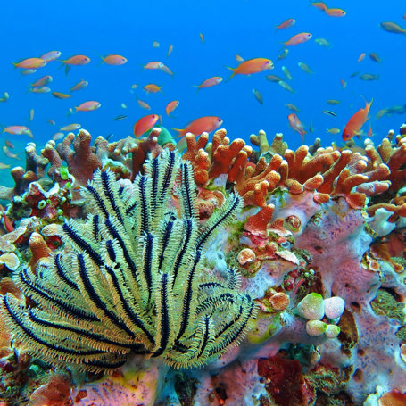 bali - Flores_snorkel_02