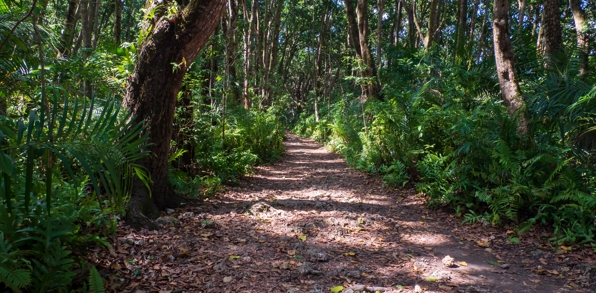 Jozani Forest Zanzibar