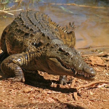 Nilkrokodille Ved Antonavo Søen