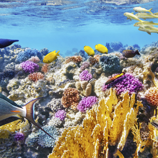 thailand - andamaner havet_coral fisk_01