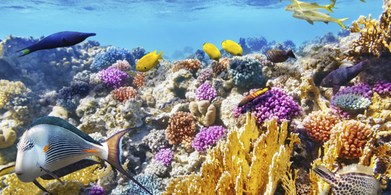 thailand - andamaner havet_coral fisk_01