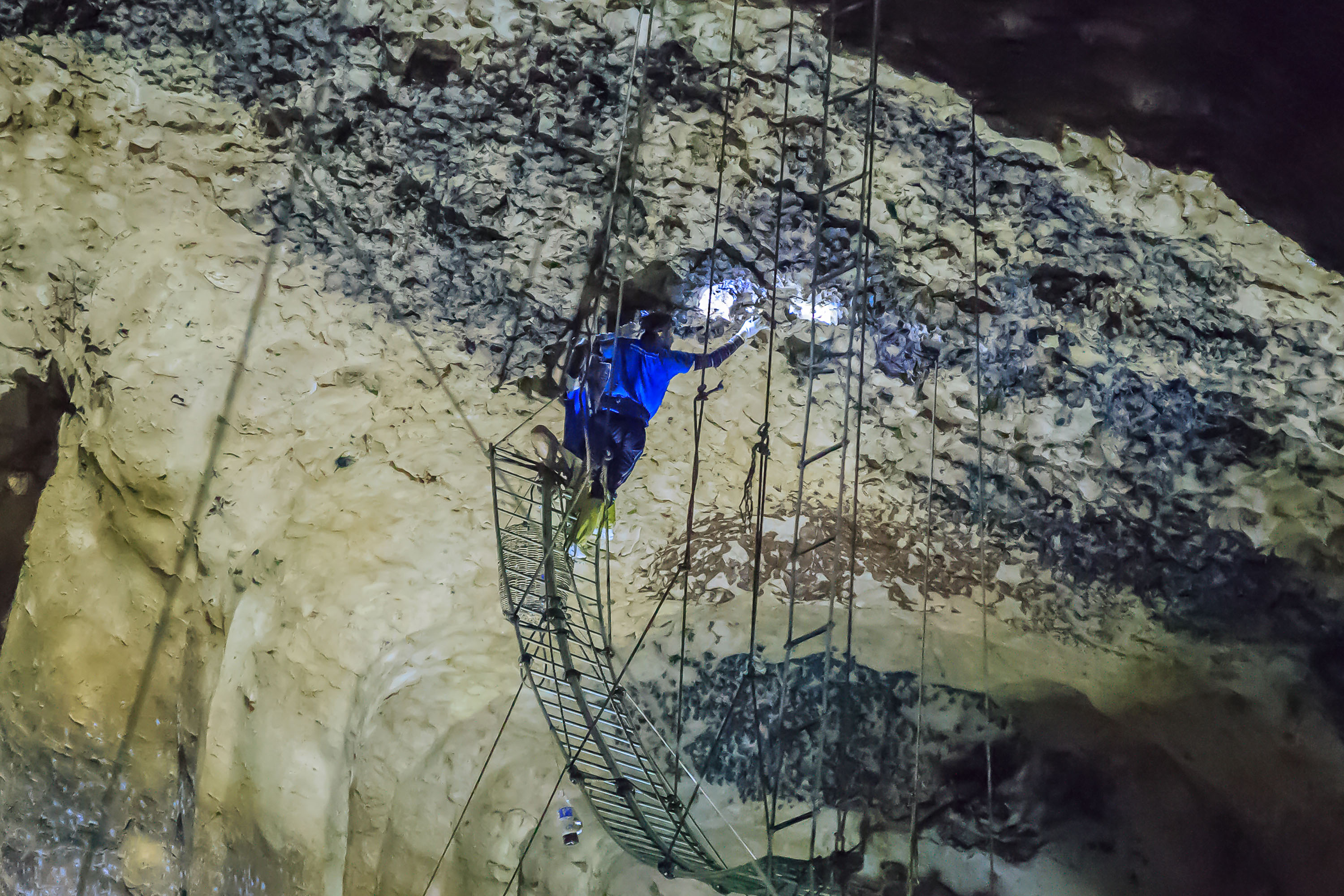 Gomantong Grotte Fuglerede Samler 01