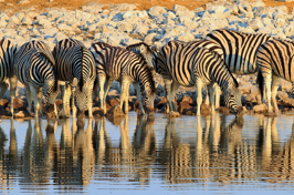 etosha_nationalpark_zebra_01