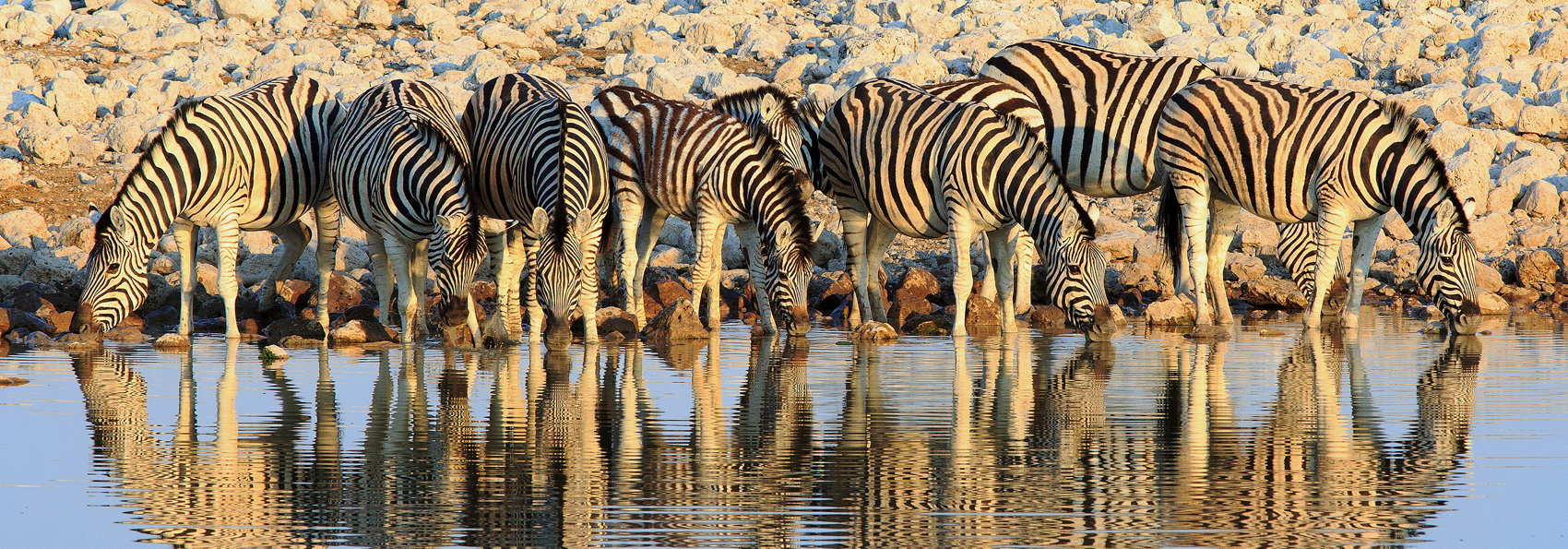 etosha_nationalpark_zebra_01