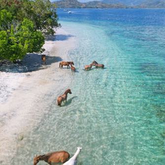 Gili Asahan Eco Lodge Horses5