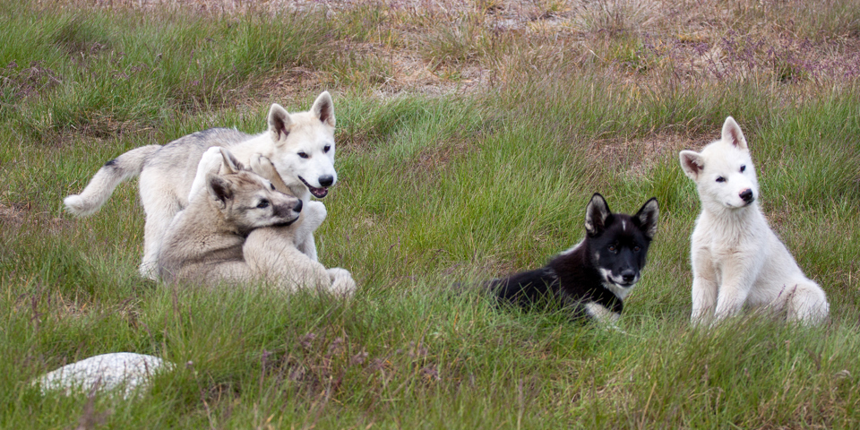 Sisimiut_slædehunde_02