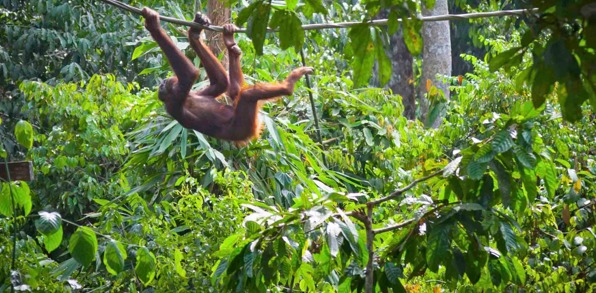 Vi tager et stop på vejen til George Town for at møde orangutanger i deres rette element.