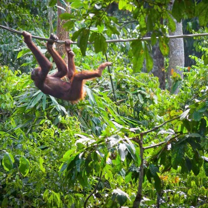 malaysia - orangutang_03