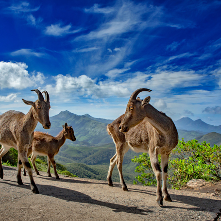 Munnar01