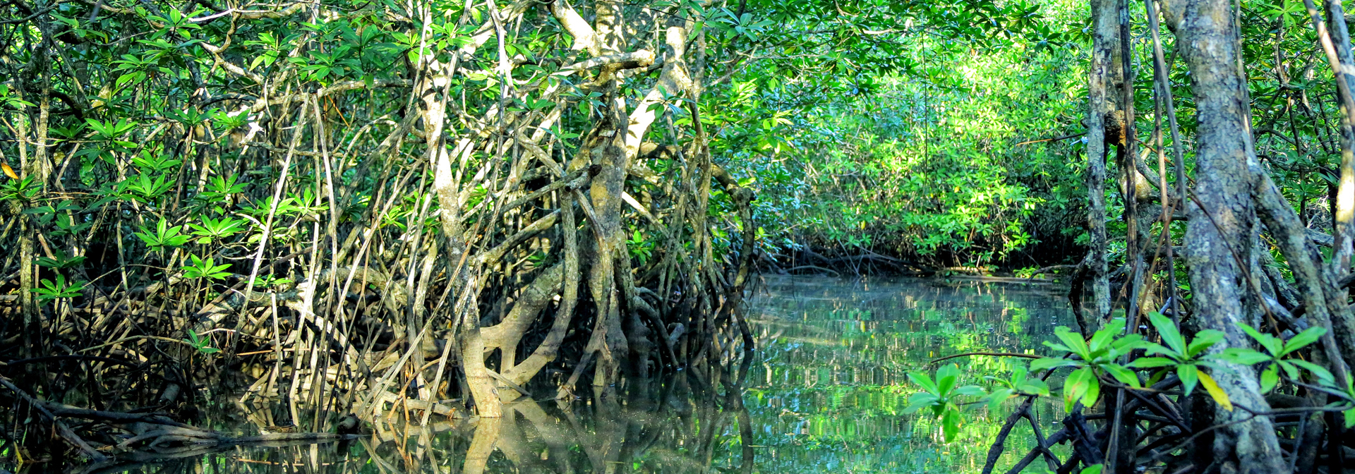 costa rica - Sierpe river_01