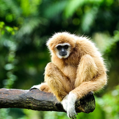 thailand - thailand_gibbon abe_01