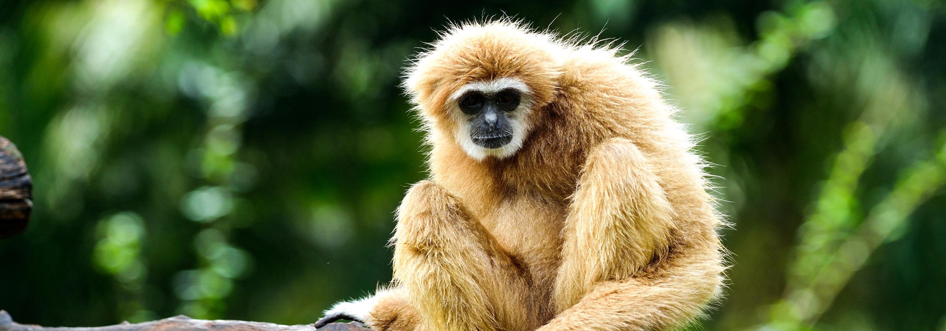 thailand - thailand_gibbon abe_01