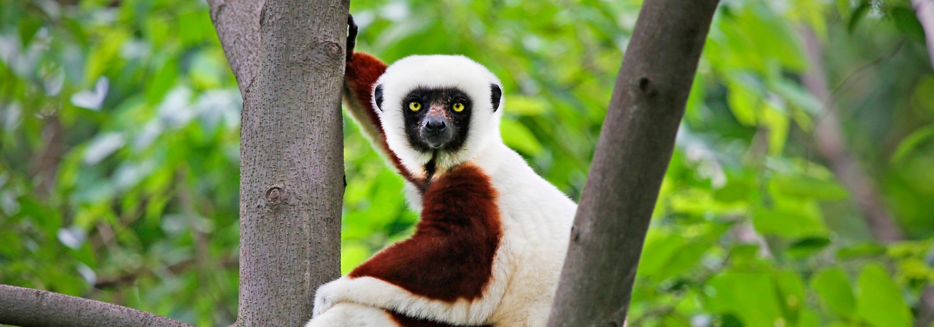 lemur_01