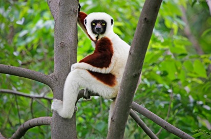 lemur_01