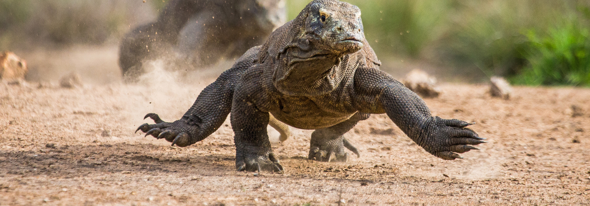 bali - komodo_varan_06_slider