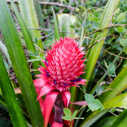 Amber Mountain National Park Red Flower