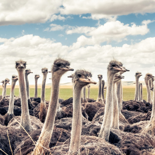 sydafrika - sydafrika_natur_struds_05