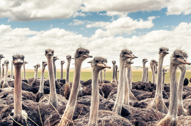 sydafrika - sydafrika_natur_struds_05