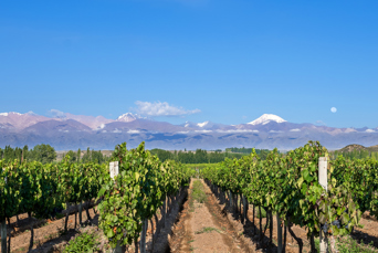 argentina - mendoza_vingaard_01_slider