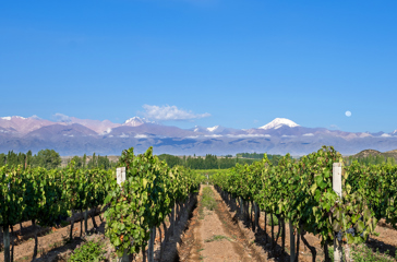argentina - mendoza_vingaard_01_slider