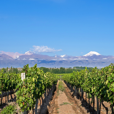 argentina - mendoza_vingaard_01_slider