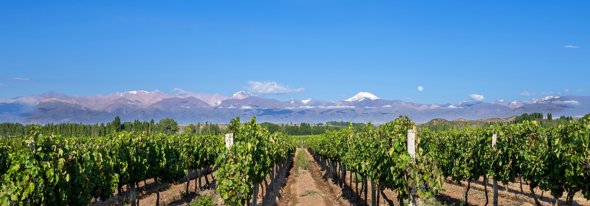 argentina - mendoza_vingaard_01_slider