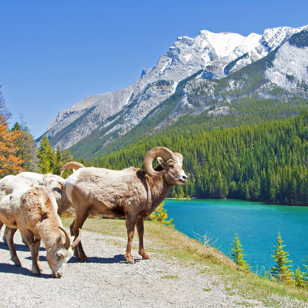 canada - canada_natur_ged_03