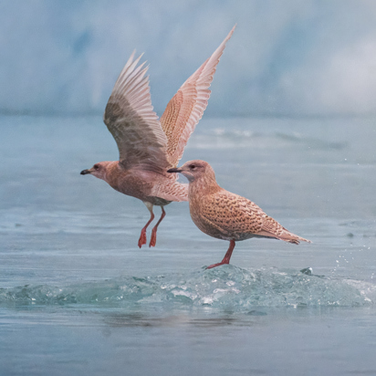 Qalerallit Fugle Ss 2700951055