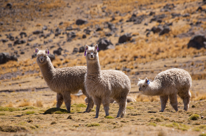 peru - peru_alpaca