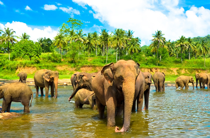 sri lanka - minneriya nationalpark_elefant_05
