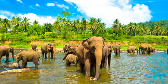 sri lanka - minneriya nationalpark_elefant_05