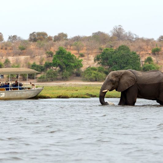 Herefter skal vi på flere safariture i Chobe National Park, hvor ikke mindst livet omkring floden imponerer.