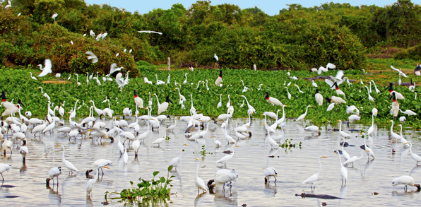 brasilien - pantanal_fugle_01