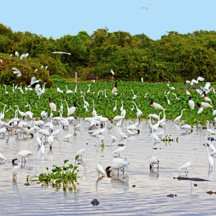 brasilien - pantanal_fugle_01