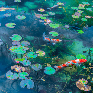 Kyoto Karper Ss 2524913739