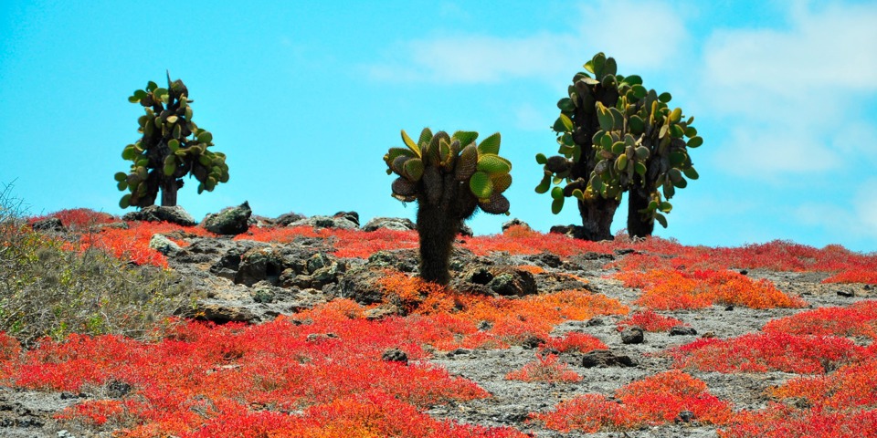 galapagos_landskab