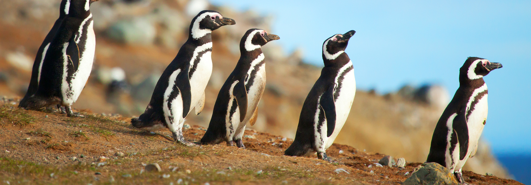 argentina - argentina_magellanpingviner_01