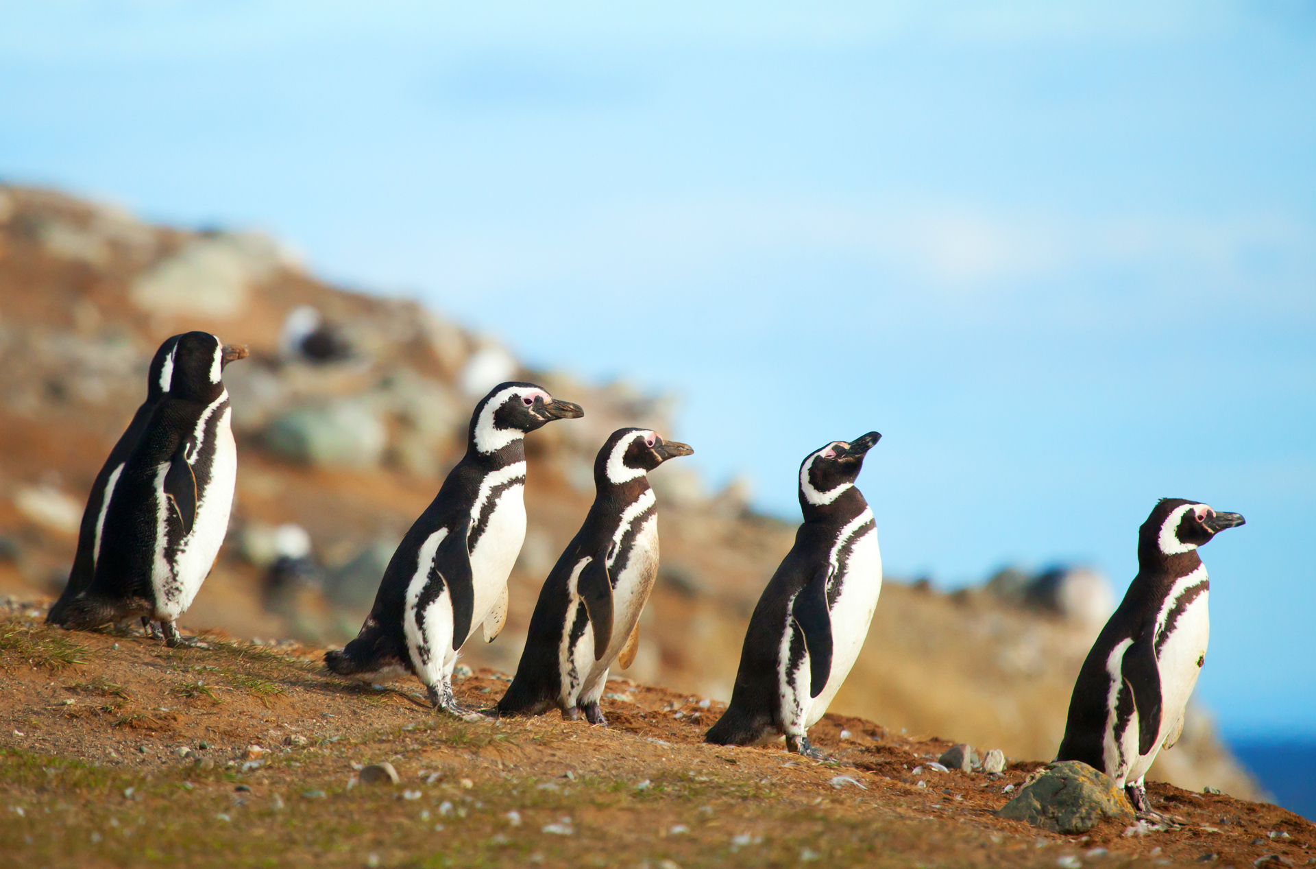 argentina - argentina_magellanpingviner_01