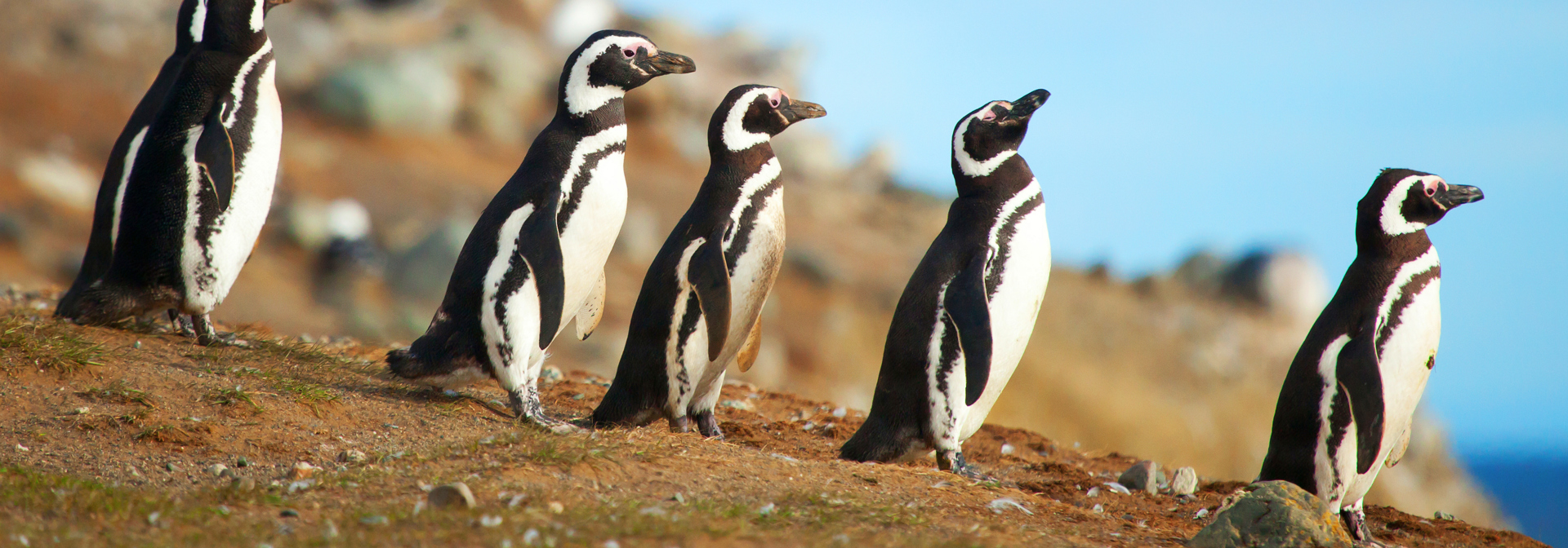 argentina - argentina_magellanpingviner_01