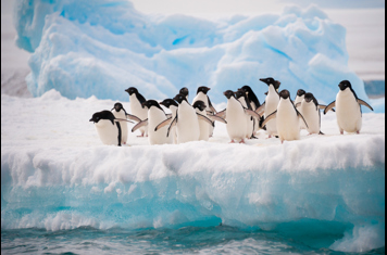 Falkland Island Pingvin 03 Cc