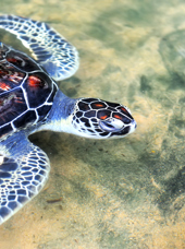 sri lanka - Hikkaduwa_strand_skildpadde_koralrev_03