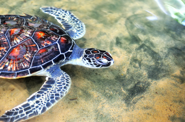 sri lanka - Hikkaduwa_strand_skildpadde_koralrev_03