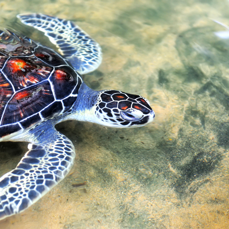 sri lanka - Hikkaduwa_strand_skildpadde_koralrev_03