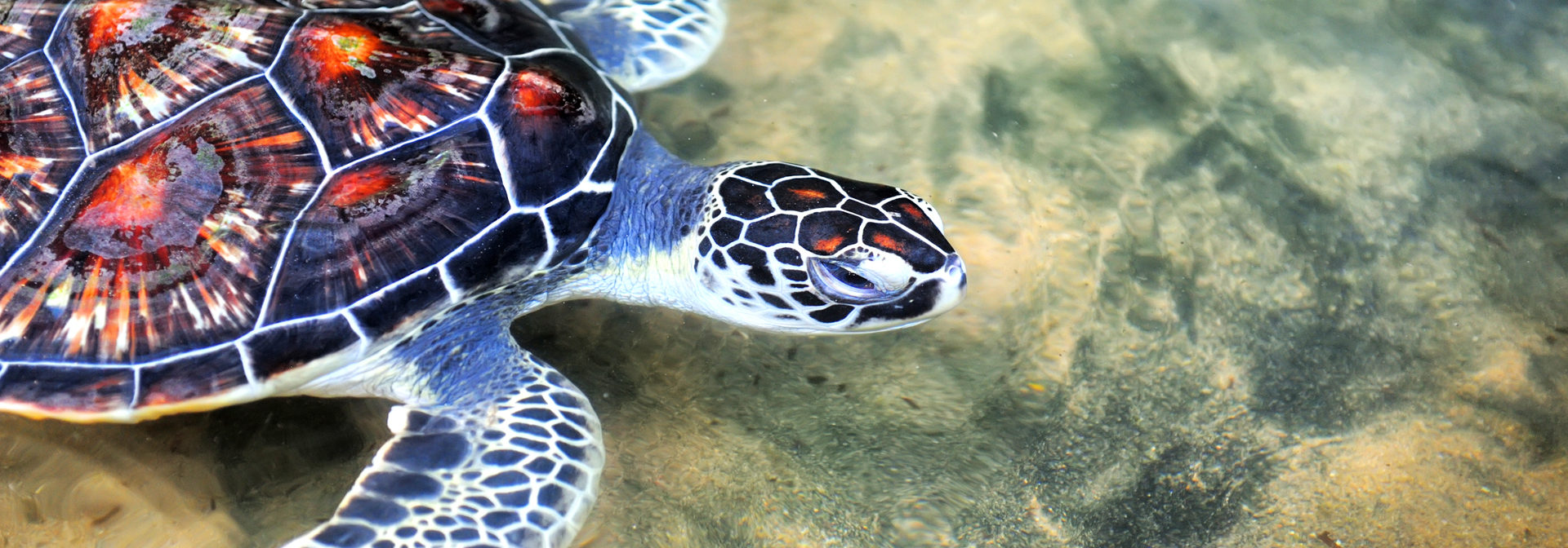 sri lanka - Hikkaduwa_strand_skildpadde_koralrev_03