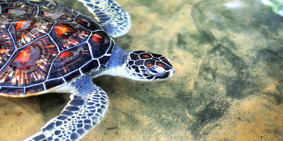 sri lanka - Hikkaduwa_strand_skildpadde_koralrev_03