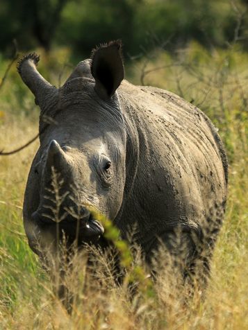 Der bliver også tid til forskellige stop med safariudflugter undervejs.
